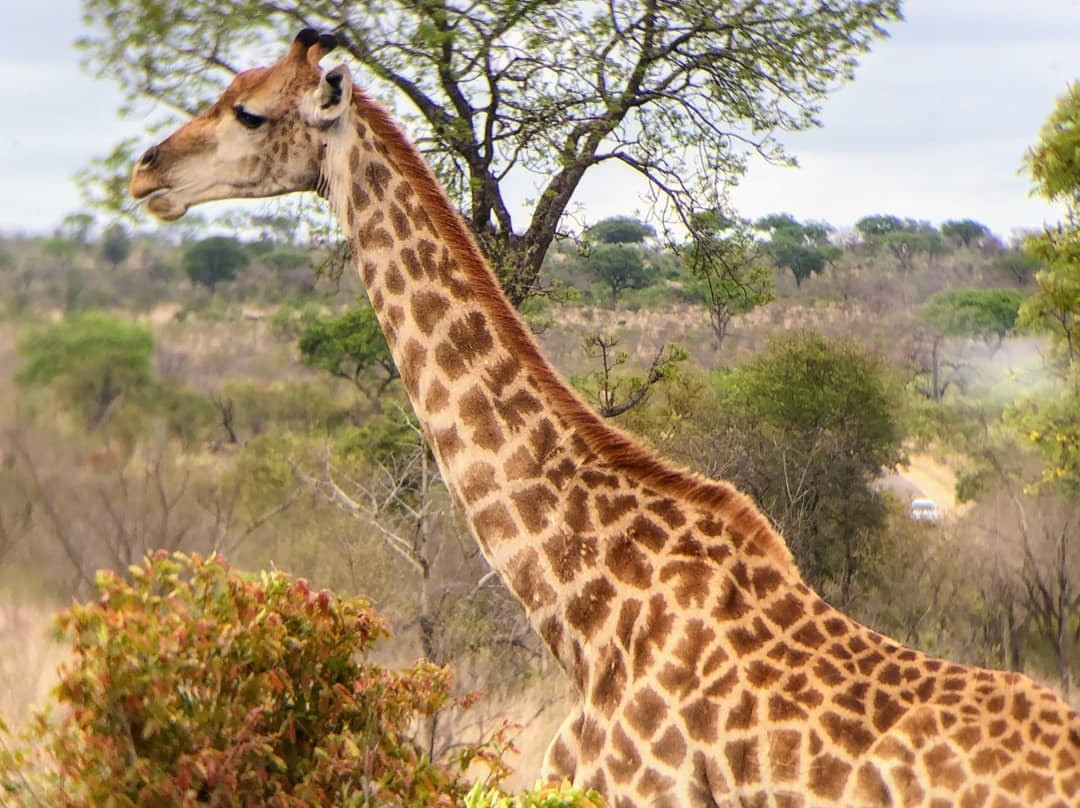 Mbombela Experience Tours and Safaris-尼斯普鲁特必去景点