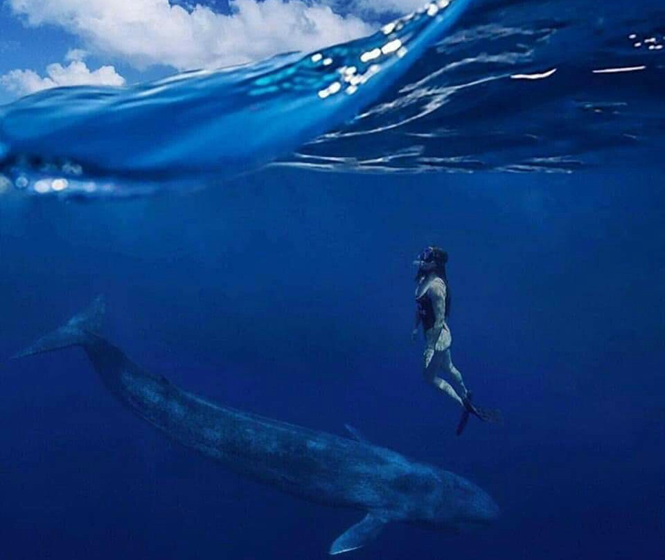 Diving Tours Mirissa景点图片