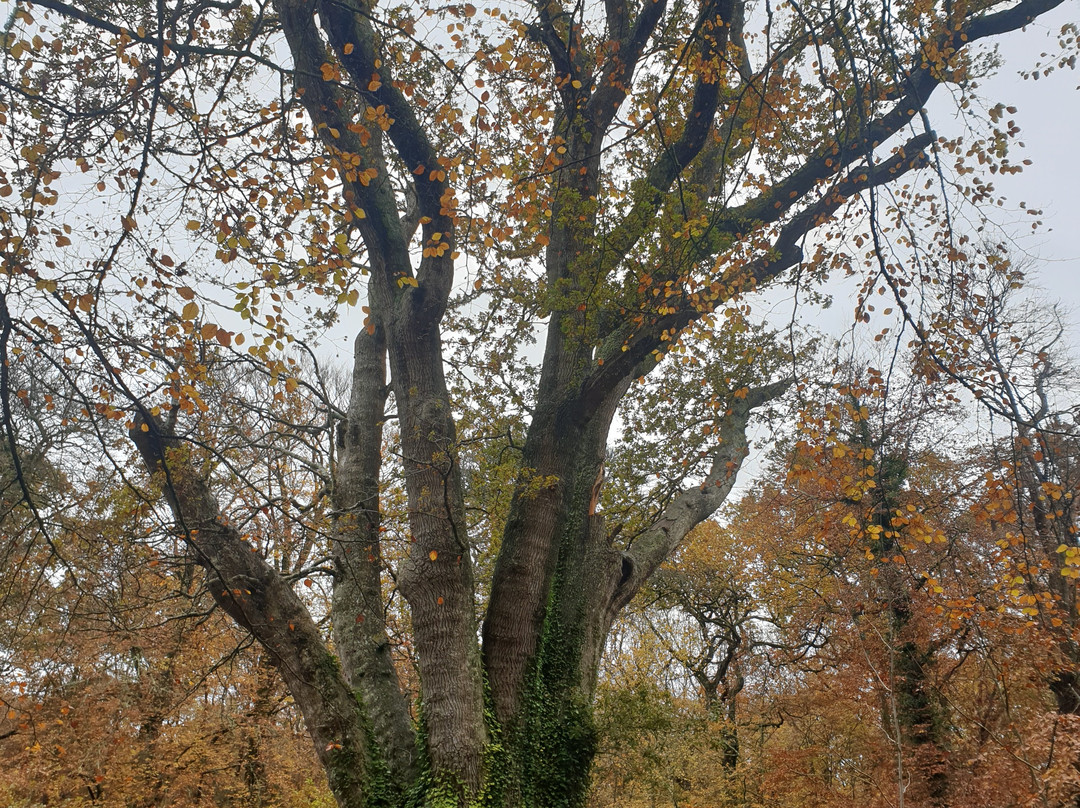 Knightwood Oak Tree景点图片