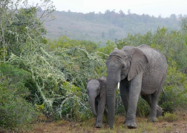 Shamwari Lobengula主图