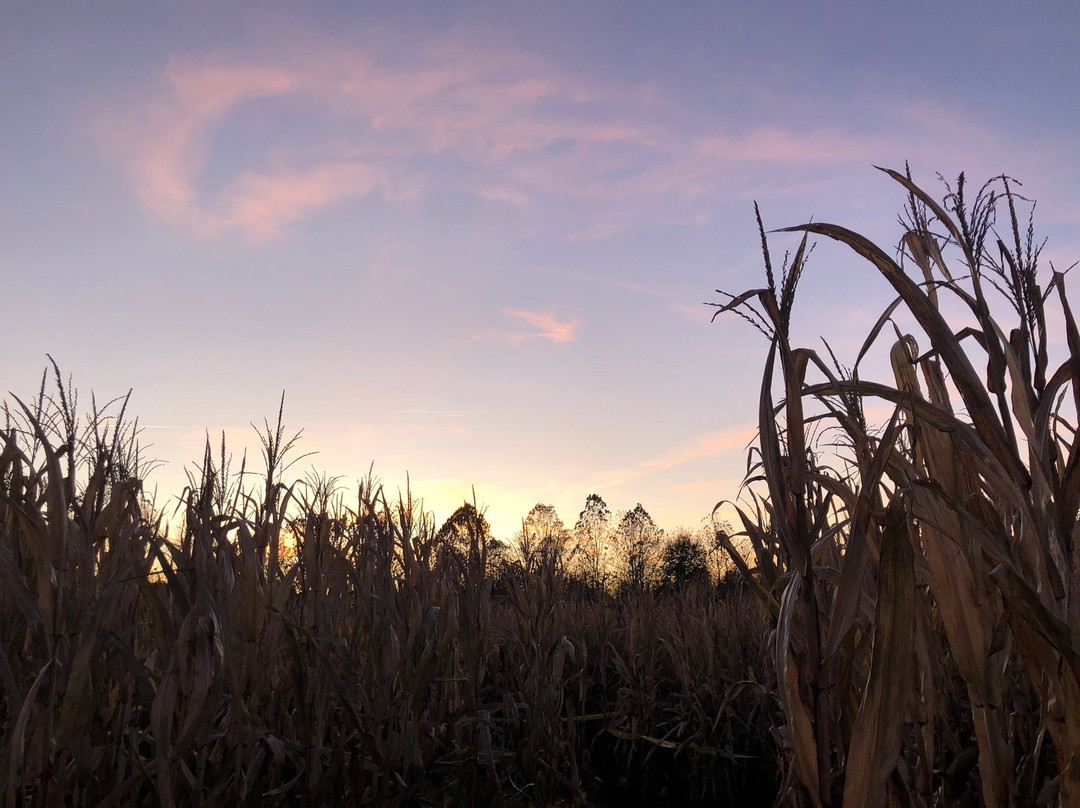 Uncle Shucks Corn Maze and Pumpkin Patch-道森维尔必去景点