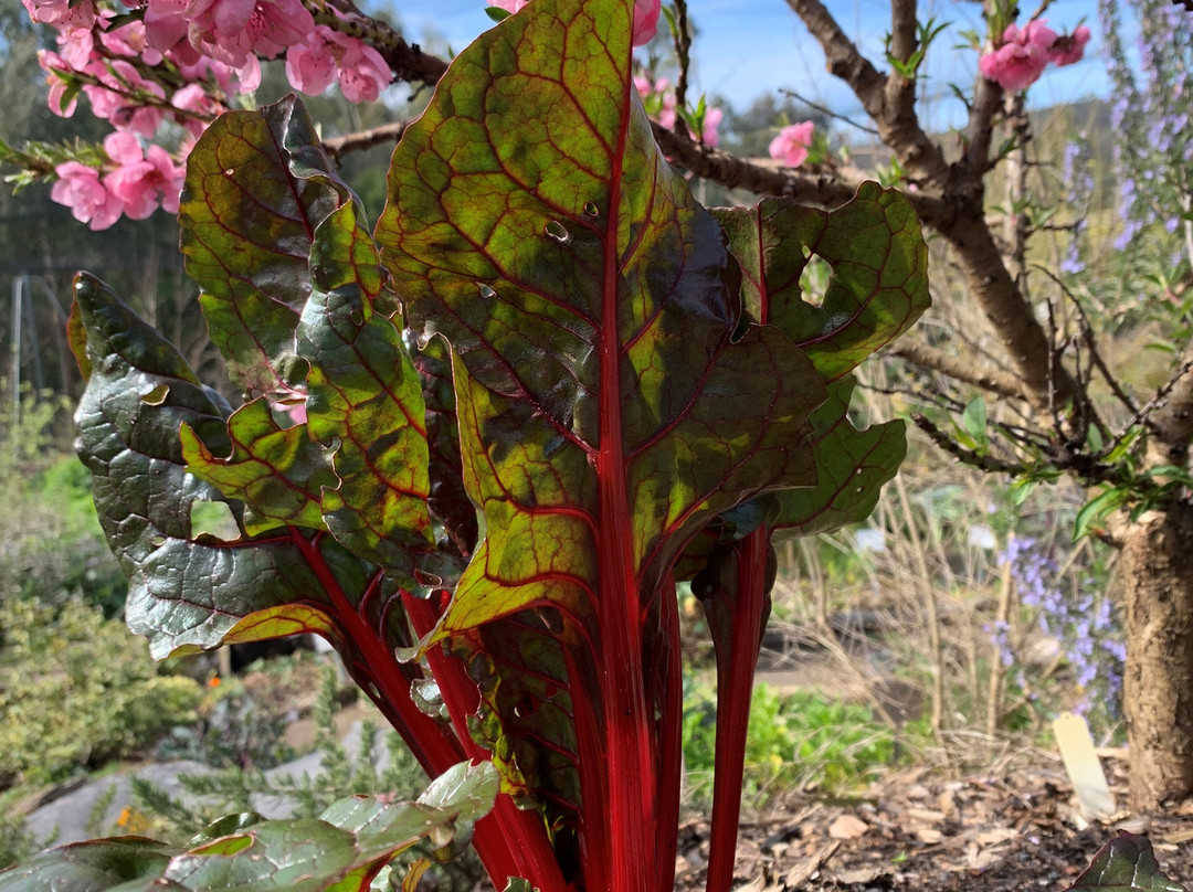 Edible Forest Yarra Valley景点图片