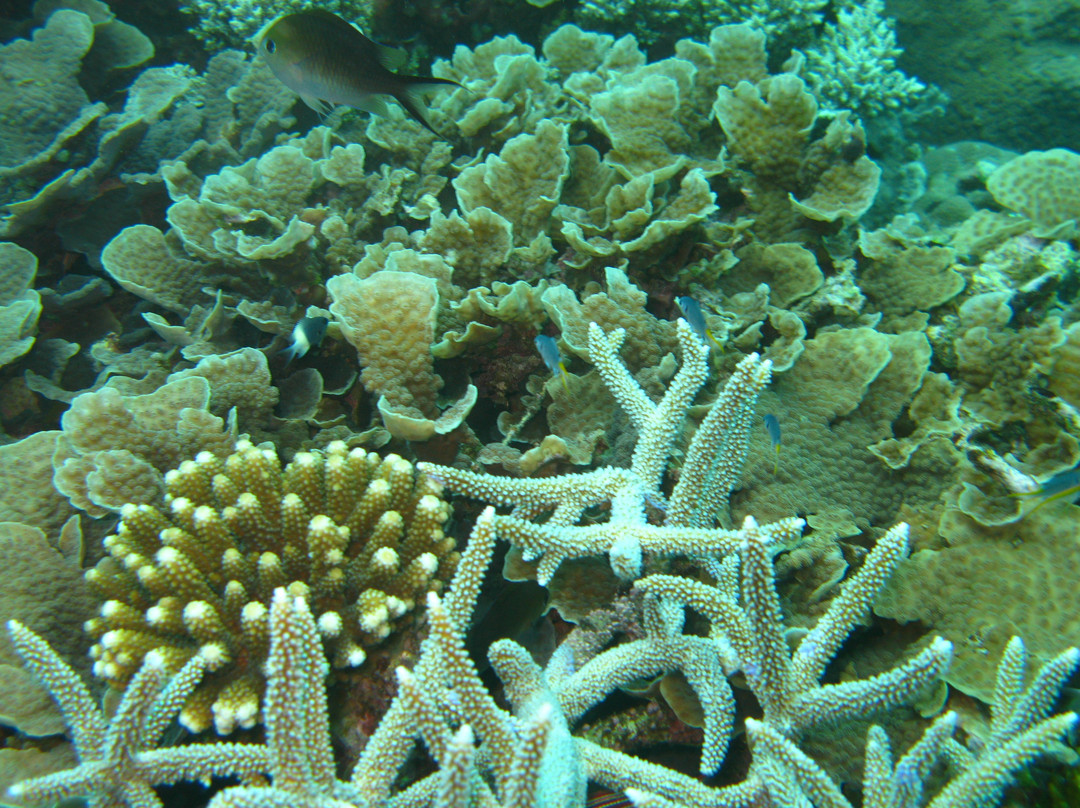 Happy Divers-M'Tsangamouji必去景点