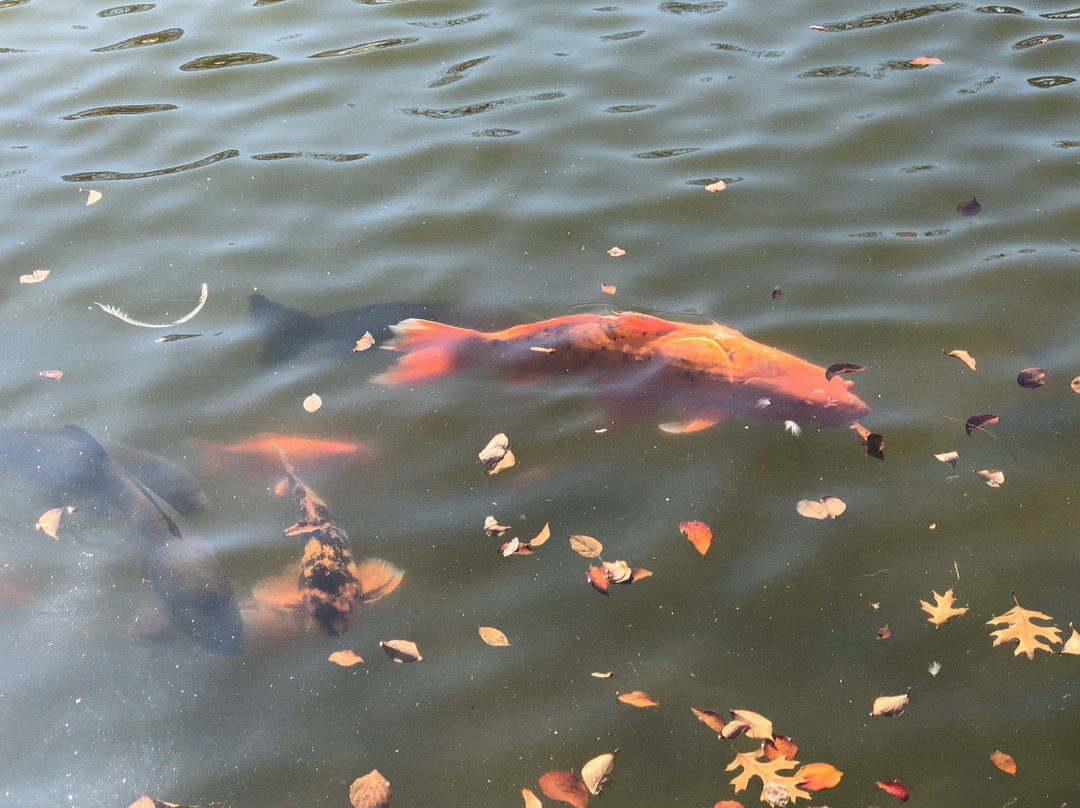 Gypsy Hill Park-斯汤顿必去景点