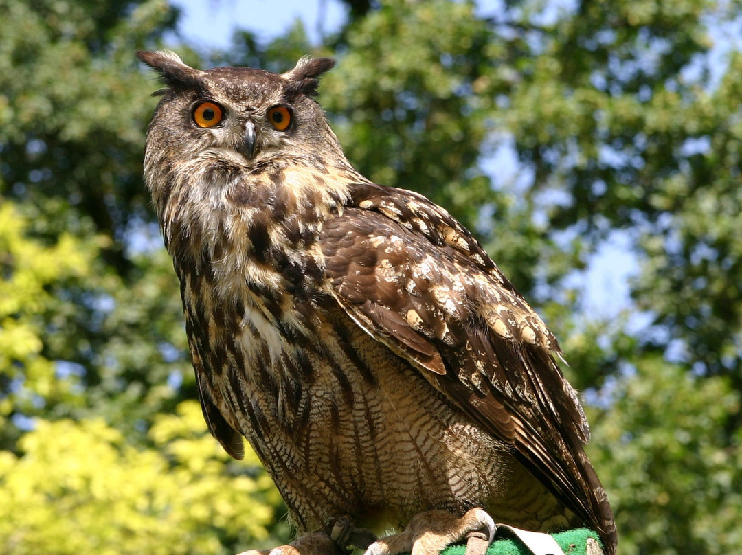 Vogel en pluimvee park  de Lorkeershoeve景点图片