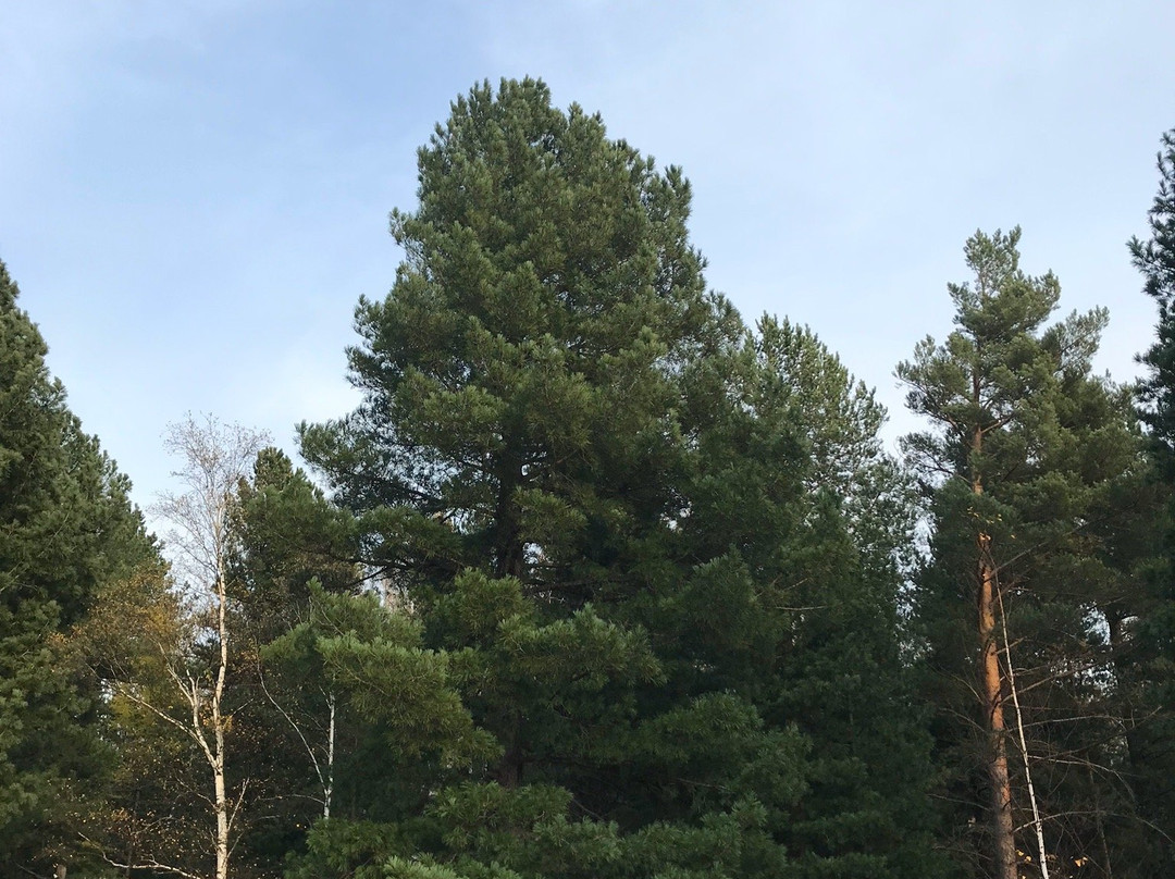 Hoymorsky (Arshansky) datsan Bodhidharma-Arshan必去景点