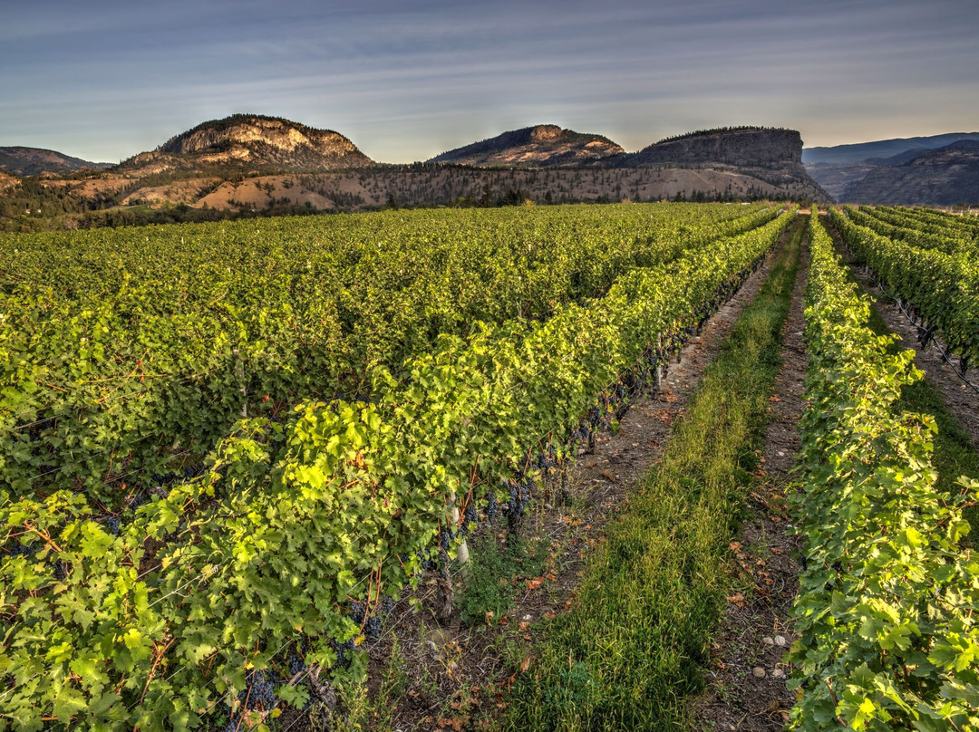 Township 7 Vineyards & Winery (Naramata Bench)景点图片