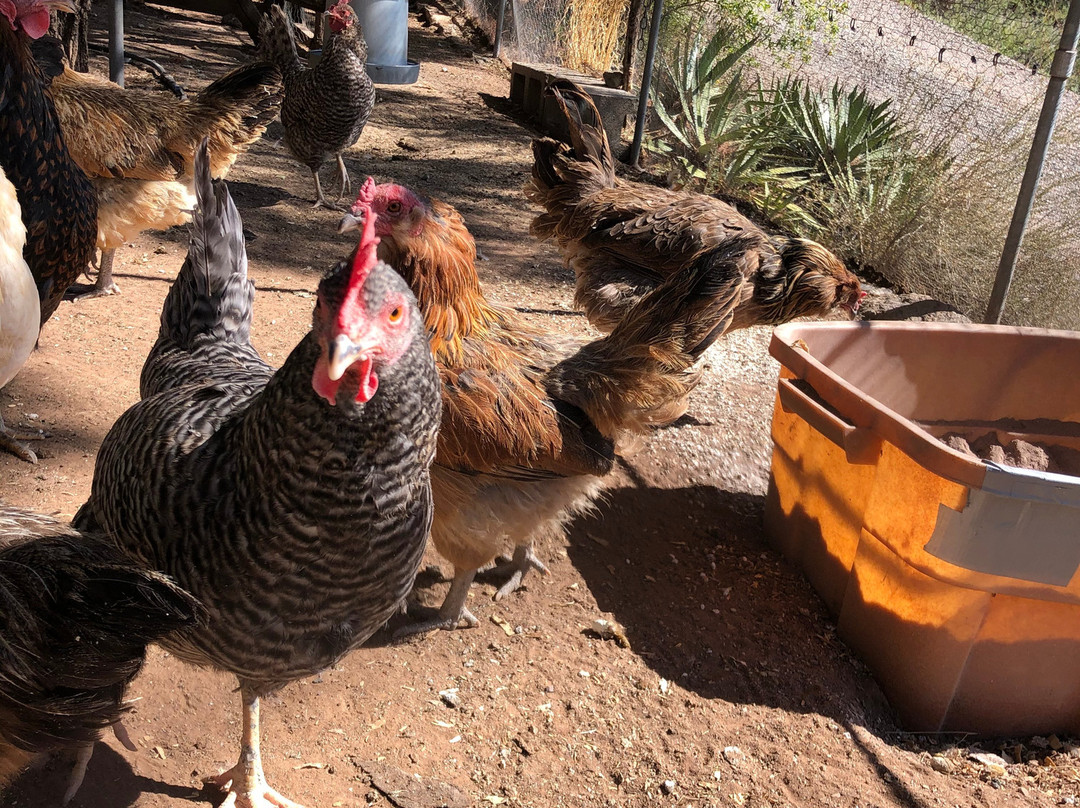 Mescal Canyon Retreat at Candlewood主图