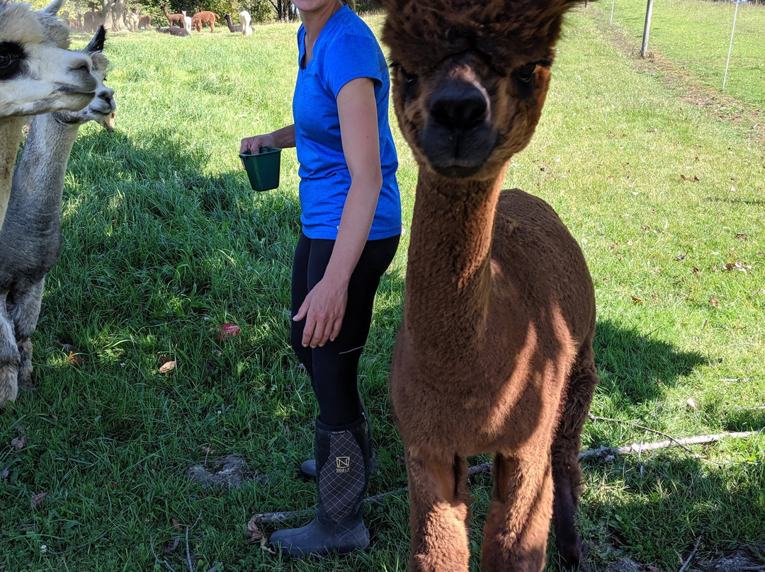 Lazy Acre Alpacas景点图片