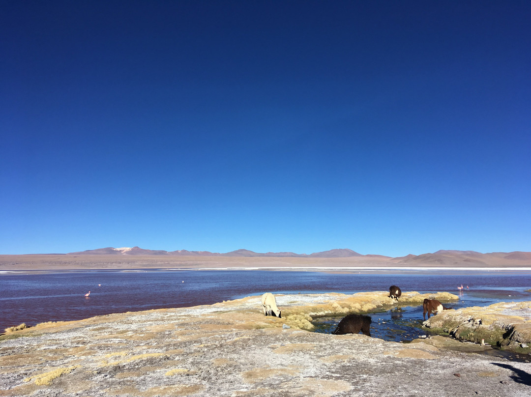 Laguna Canapa-乌尤尼必去景点