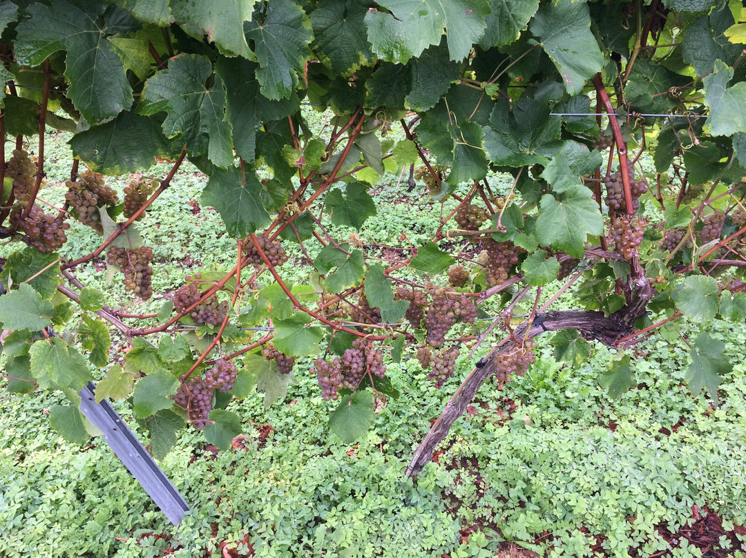 Doniene Gorrondona Txakolina-巴基奥必去景点