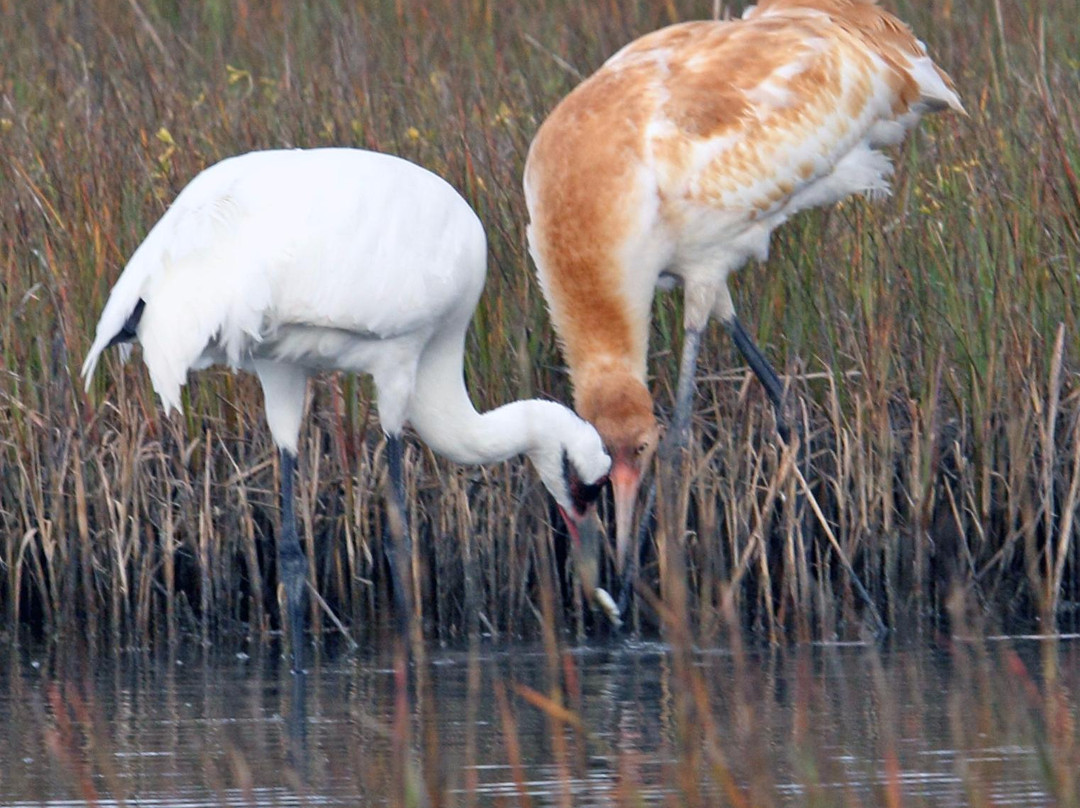 Aransas Bay Birding Charters-罗克波特必去景点