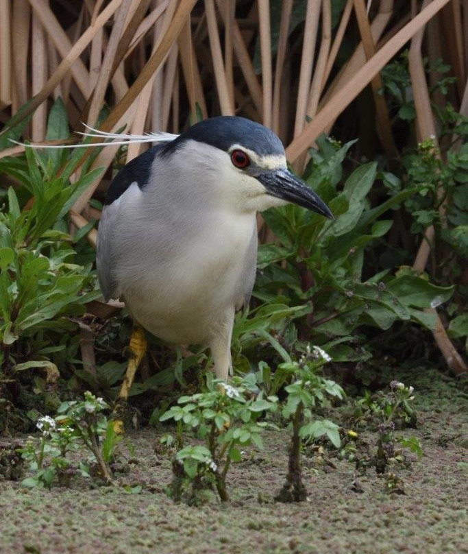 Marievale Bird Sanctuary-Nigel必去景点