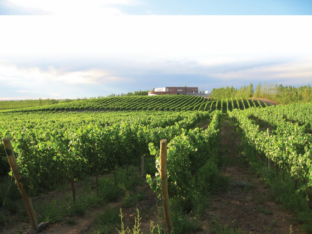 San Patricio del Chanar旅游景点-Bodega Secreto Patagónico