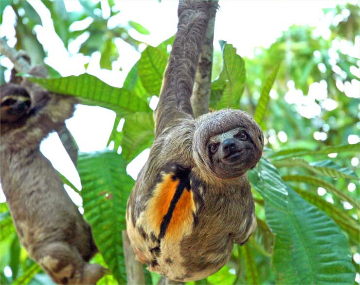 Dawn on the Amazon Tours and Cruises-伊基托斯必去景点