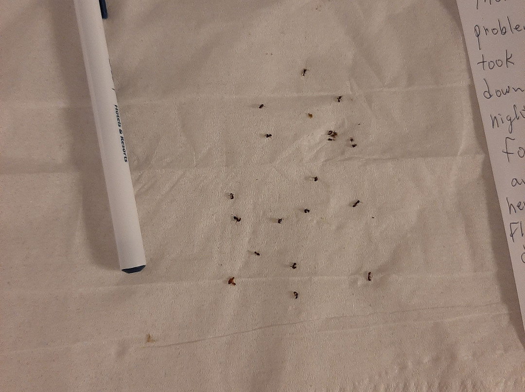 Best Western Toledo South Maumee主图