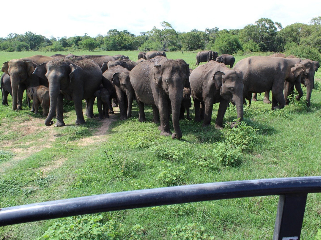Minneriya  Safari & Taxi Service-丹布拉必去景点