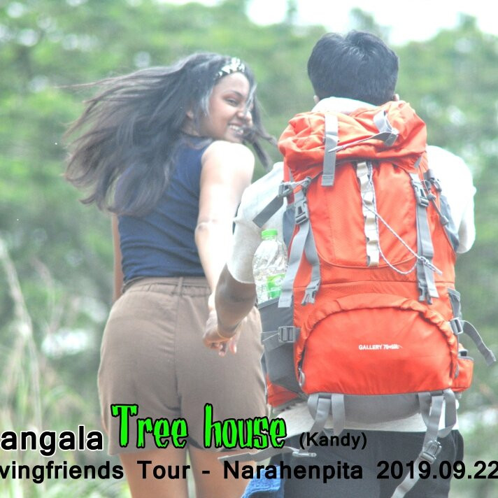 Tree House Rangala主图