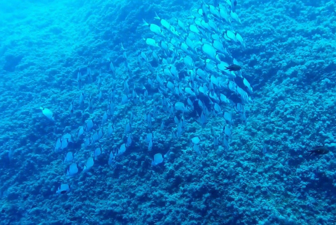 Nautilus Technical Diving Center-Santo Stefano al Mare必去景点
