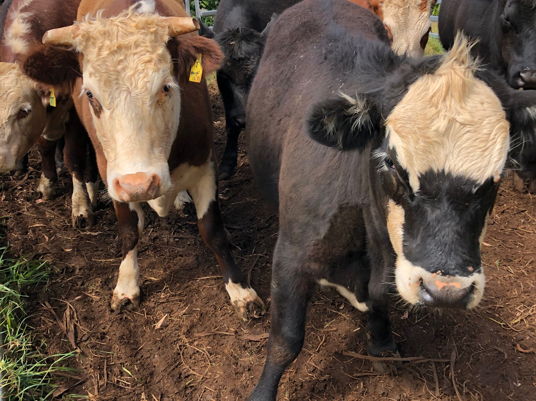 Maugers Paddock to Plate Tours-Robertson必去景点