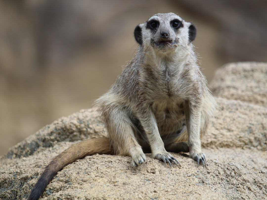 Zoo Hoyerswerda-Hoyerswerda必去景点