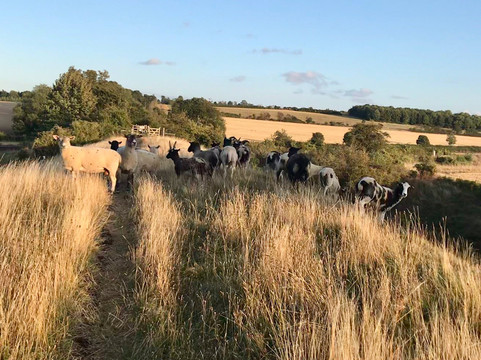 Devil's Dyke-Reach必去景点