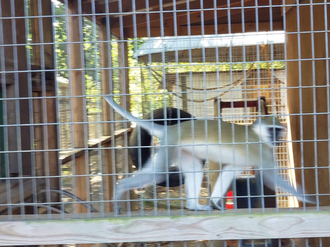 Luray Zoo - A Rescue Zoo-卢雷必去景点