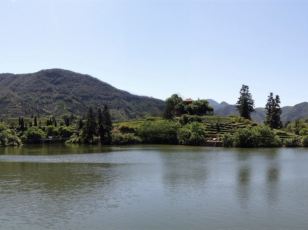 大木山骑行茶园景区-松阳县必去景点