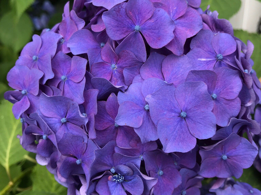 Deshio Monjudo-山形市必去景点