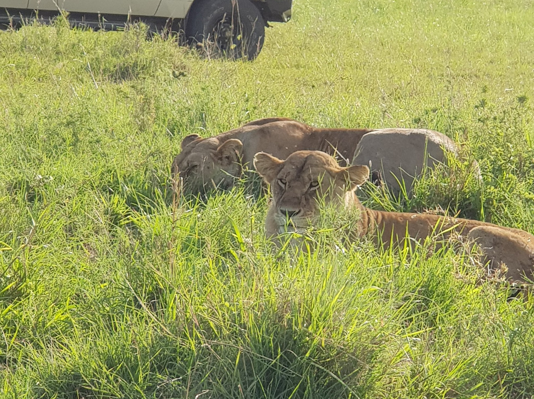 Real Masai Safari-内罗毕必去景点