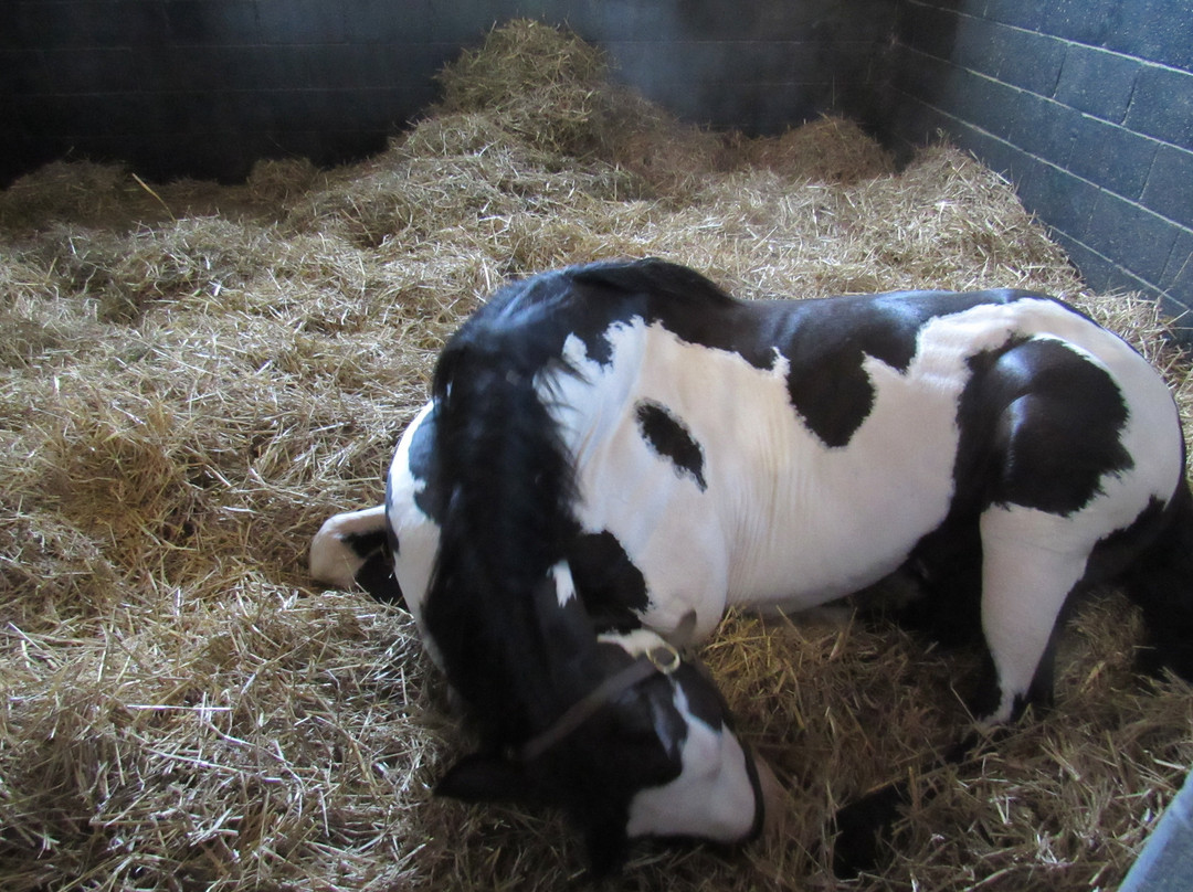 Airdrie Stud-Midway必去景点