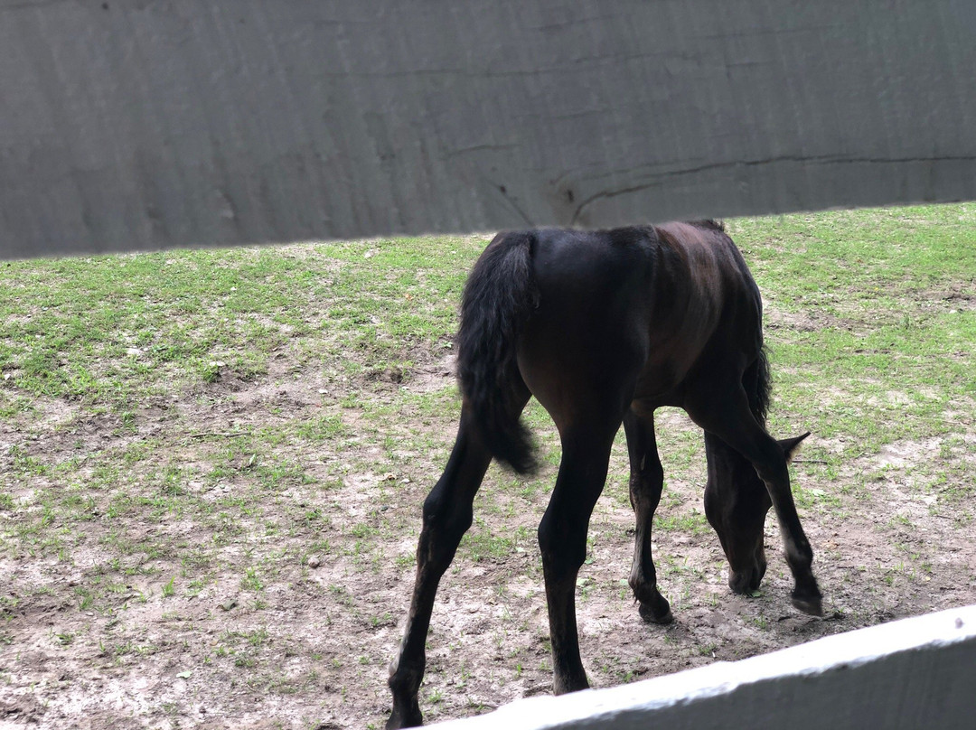 UVM Morgan Horse Farm-Middlebury必去景点