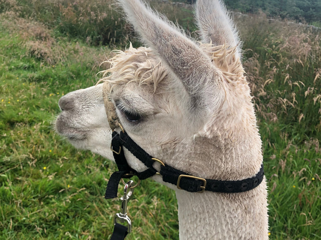 Netherfield Alpacas景点图片