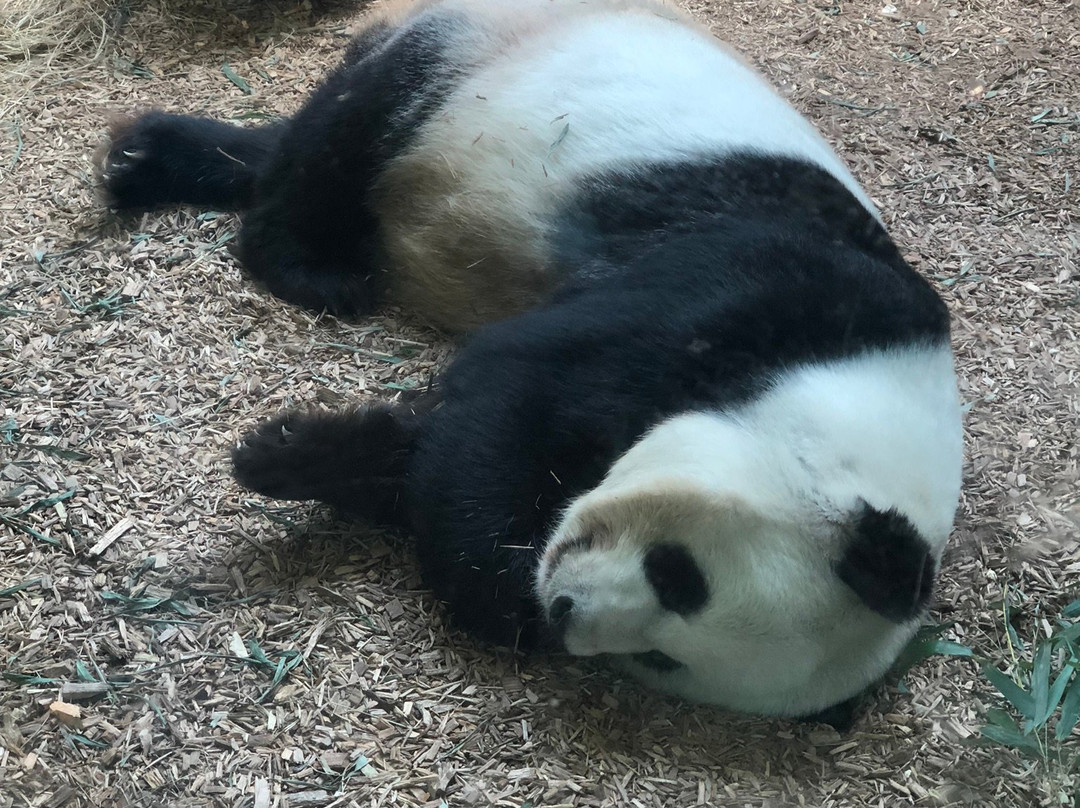 亚特兰大动物园-亚特兰大必去景点