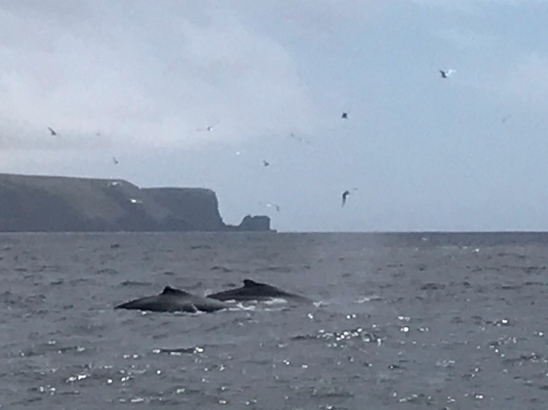 Twillingate Century House Bed and Breakfast主图
