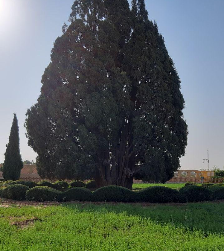 Cypress of Abarkuh景点图片
