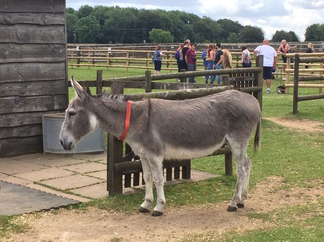 The Donkey Sanctuary景点图片