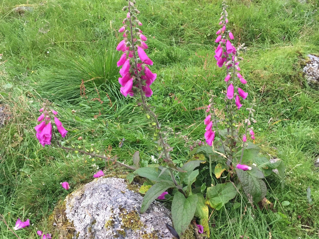 Baroniet Rosendal Avlsgård & Fruehus主图