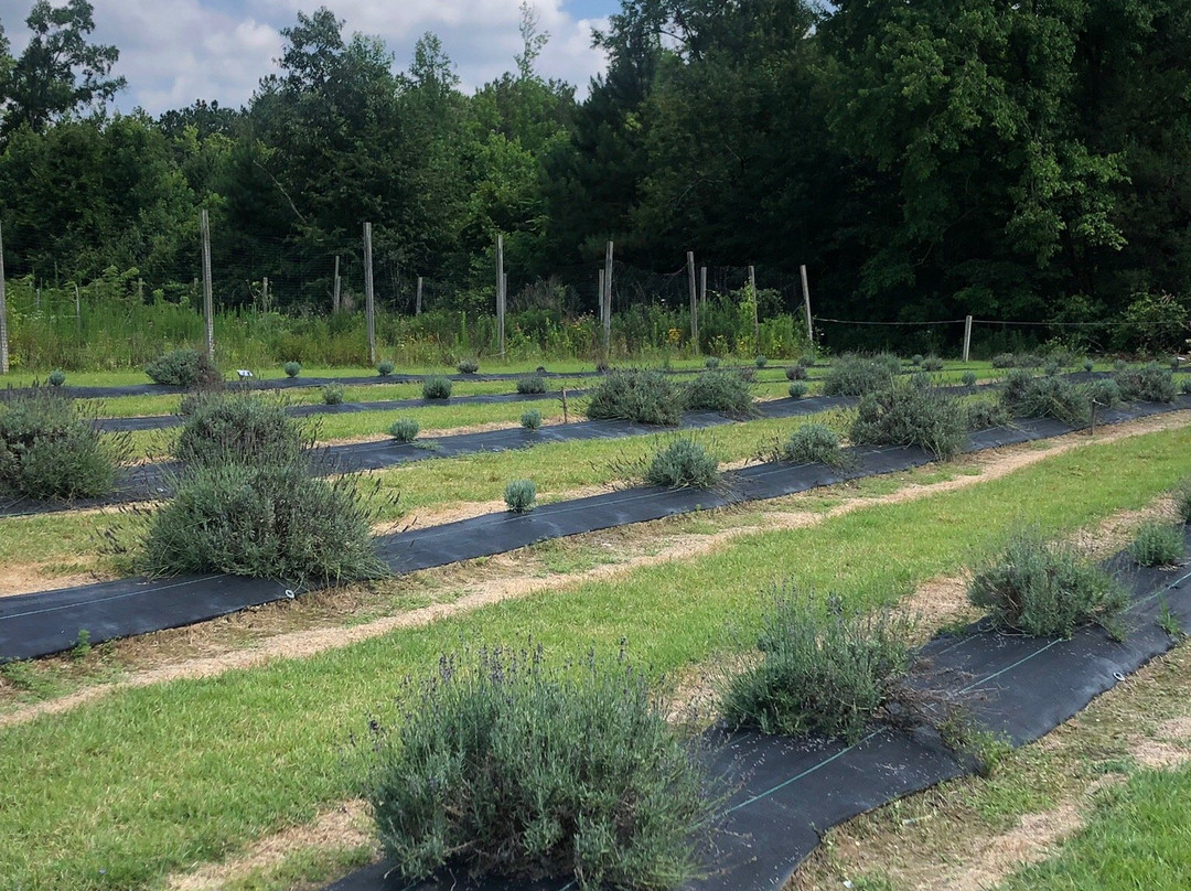 Glen Allen Greenhouse景点图片
