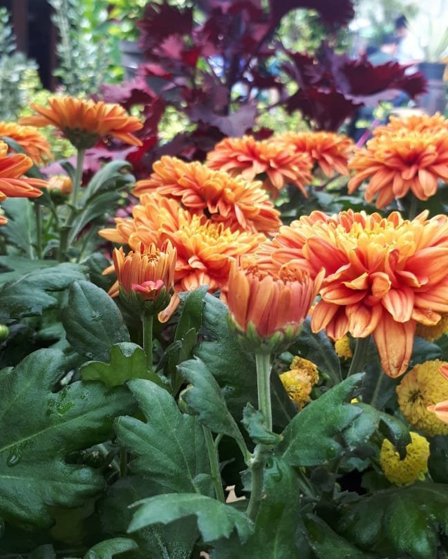 Begonia Garden-连旺必去景点