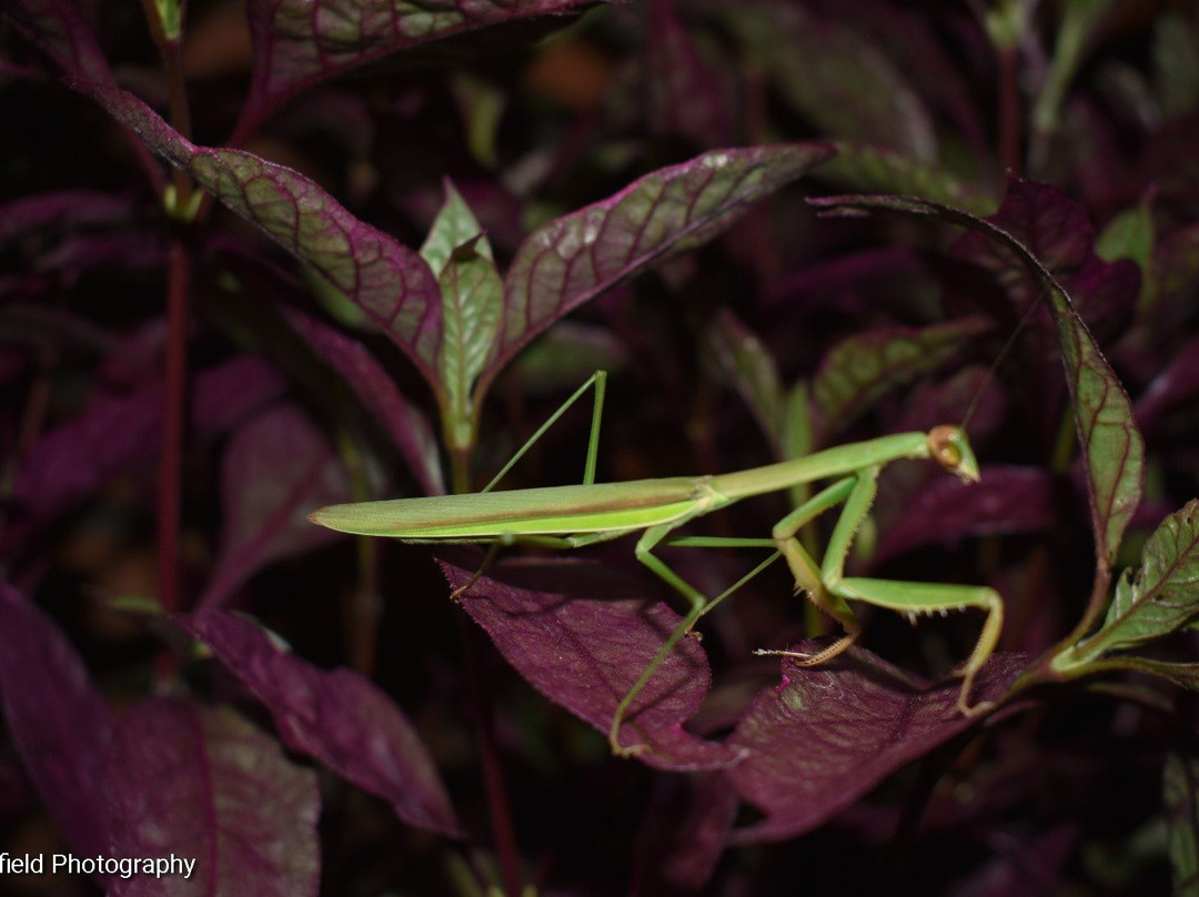 Rumah Dharma 2 Riverside主图