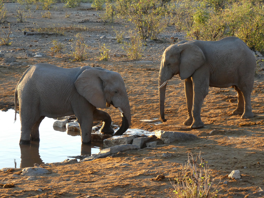 Moringa Waterhole-Halali必去景点