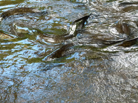 Albert's Transport-莫雷阿岛必去景点