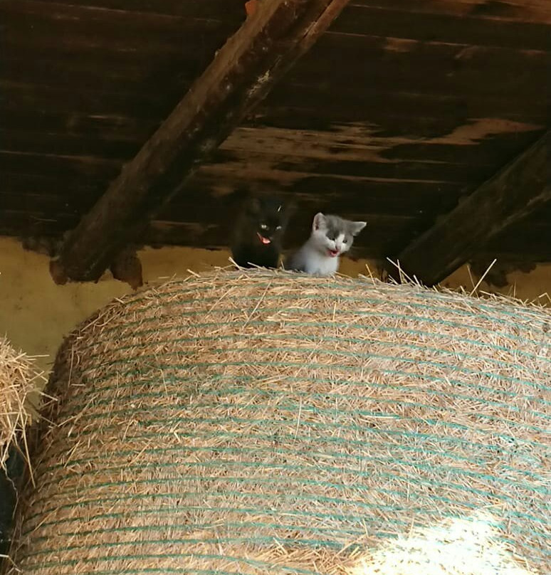 Scuderie De Morimenta主图