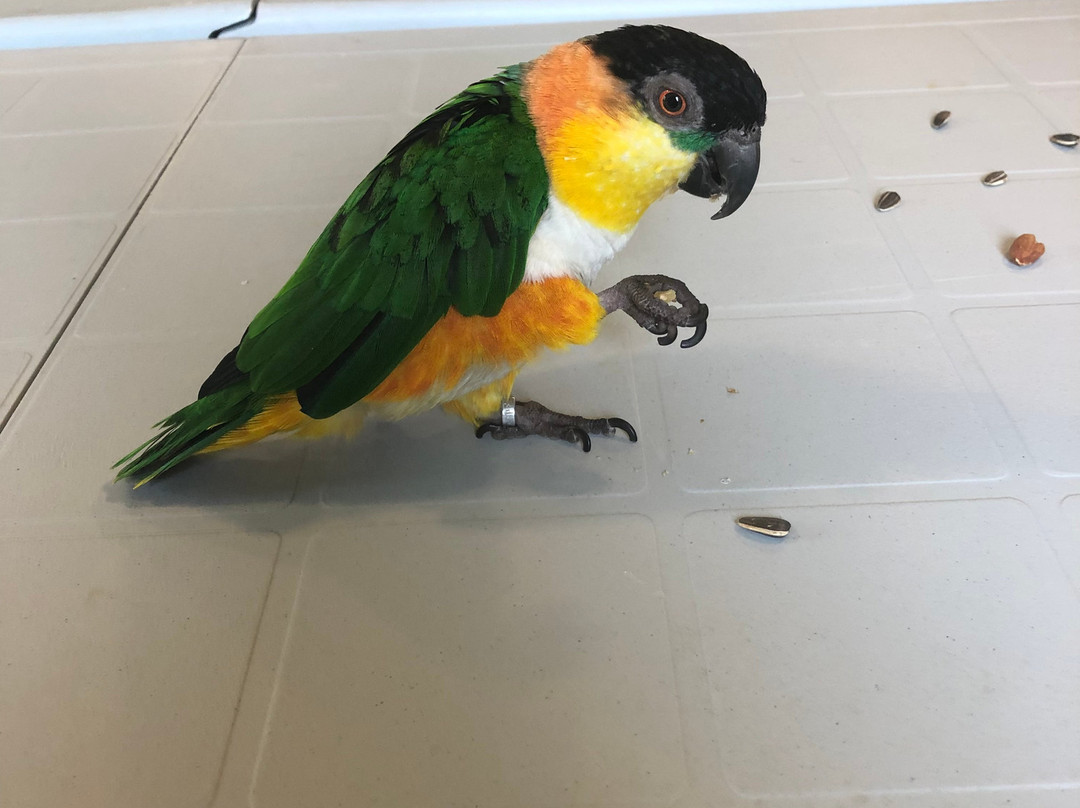 Parrot Partners Canada-Carleton Place必去景点