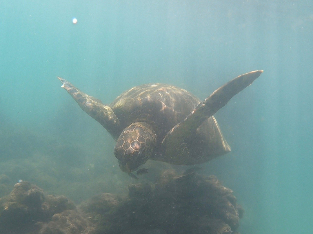 Galapagos Alternative景点图片