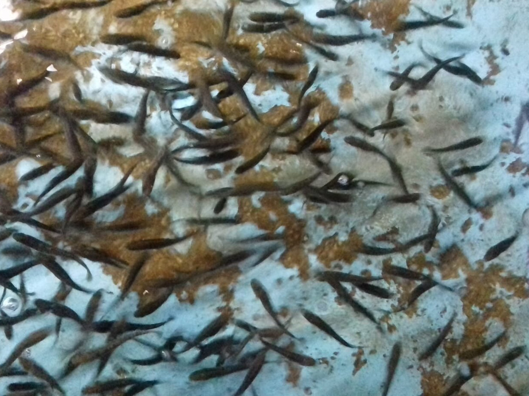 Nascente do Côa主图