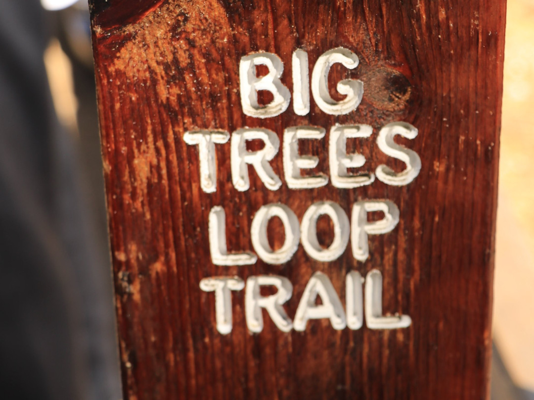 Big Tree Trail-优胜美地国家公园必去景点