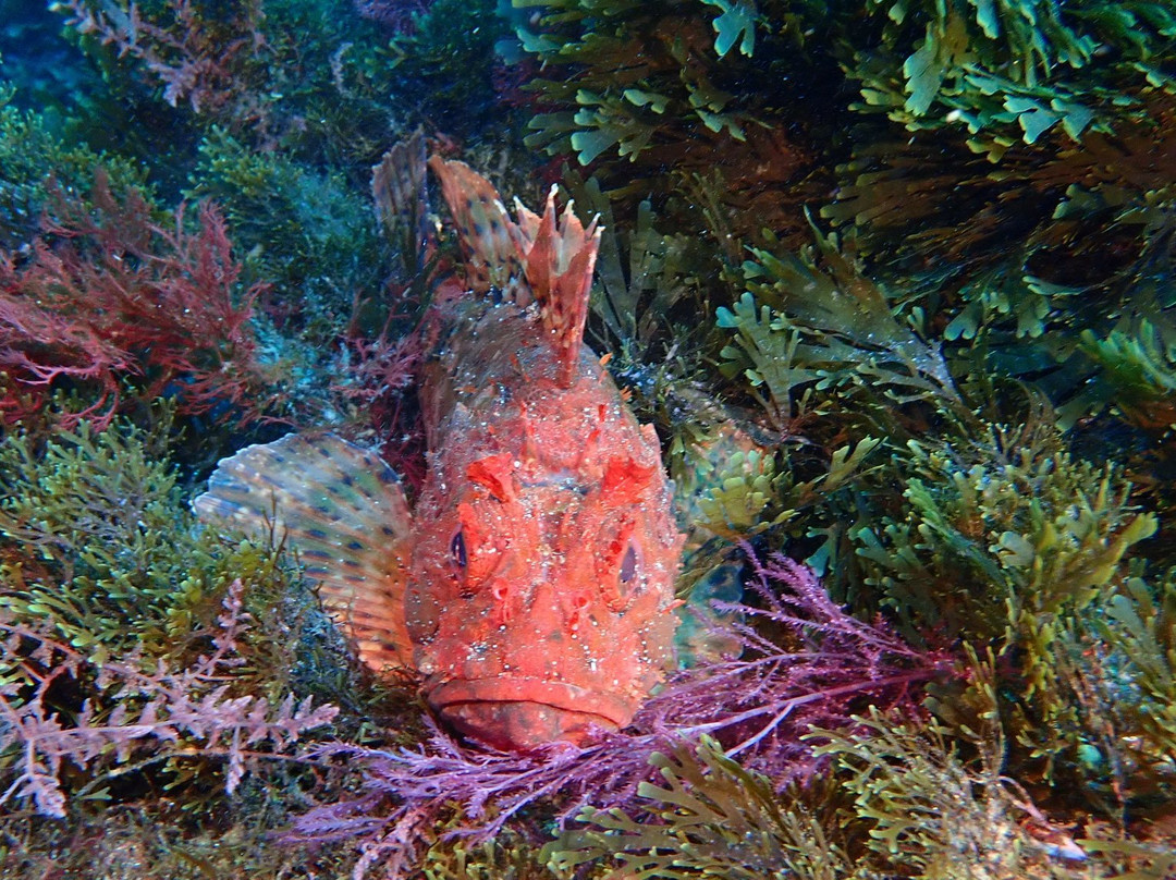 Centro de Buceo Burbujas-Ceuta必去景点