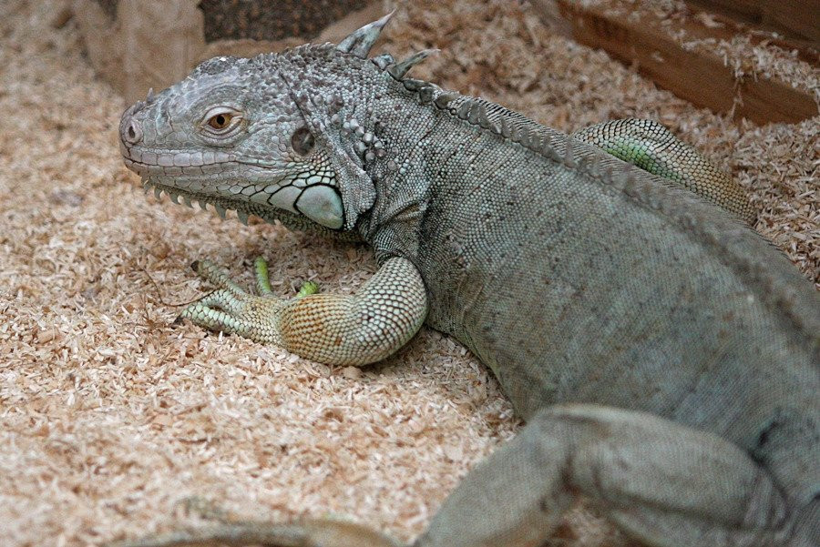Hampyeong Herptile Eco Park-咸平郡必去景点